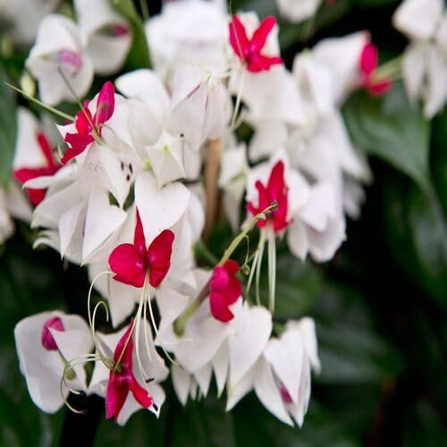 clerodendrum Thomsoniaeflower Seeds