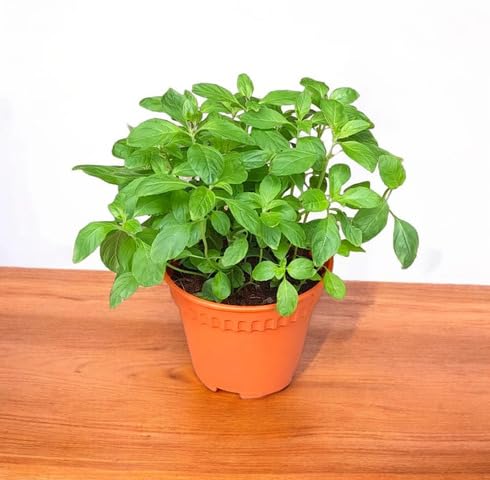 Green Mentha Plant Seeds herb seeds - high germination, backyard growing garden seeds