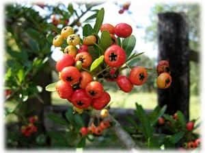 red firethorn fruit hardy and vibrant for your garden Fruit seeds