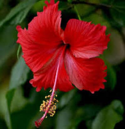 Red Hibiscus Flower Seeds