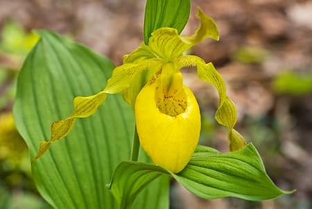 Yellow Lady's Slipper Flower Seeds
