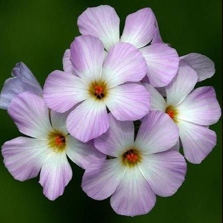 Pink Pale Phlox Flowers Seeds
