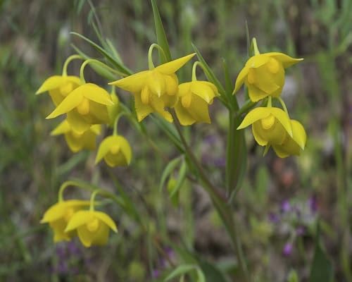 yellow calochortus flower seeds