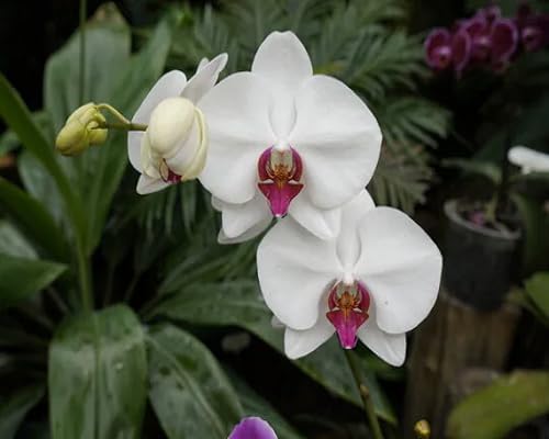 White Orchid Phalaenopsis Flowers Seeds