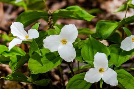 White Trillium Flower Seeds