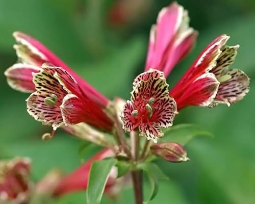 Red Alstroemeria psittacina Flower Seeds