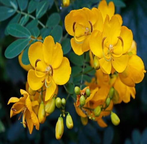 Yellow Semen Cassiae Flower Seeds