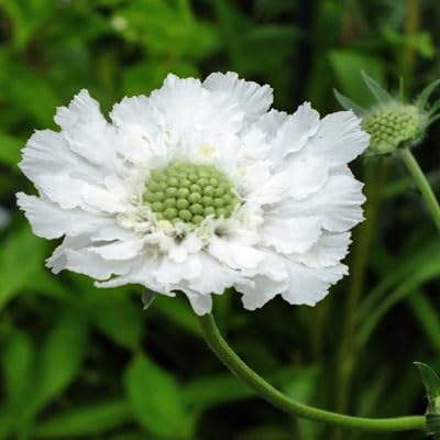 White Scabiosa Flowers Seed.