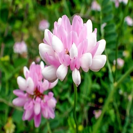 Pink Securigera Flower Seeds
