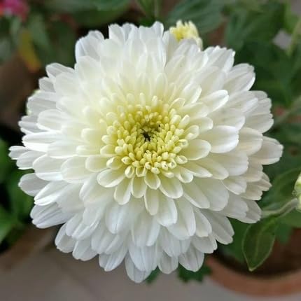 Chrysanthemum Flower Seeds
