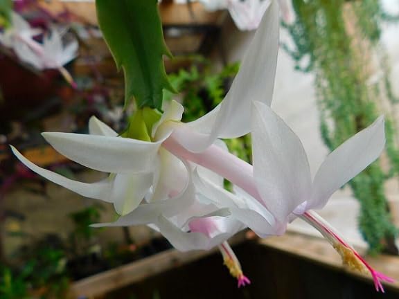 White Schlumbergera Flower Seeds