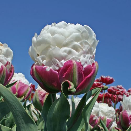 Pink White Tulip Flower Seeds