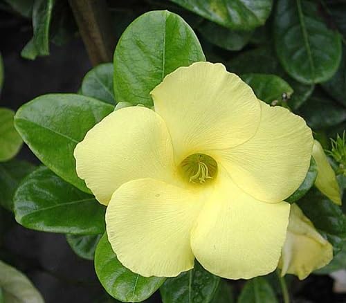 Yellow Vinca Flower Seeds