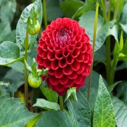 Red Dhalia Flower Seeds