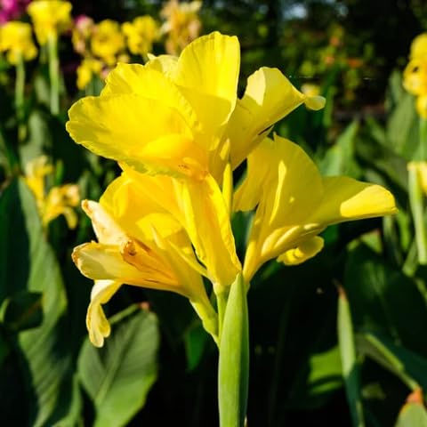 Yellow Canna Lily Flower Seeds