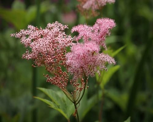 Pink Venusta Flower Seeds