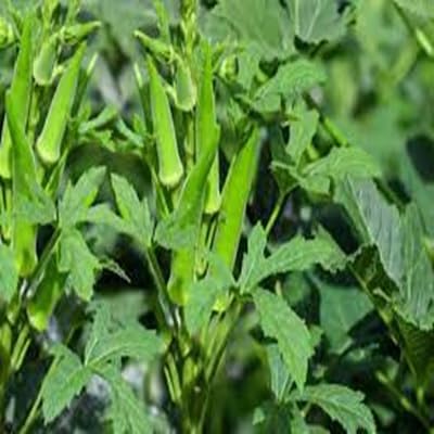 okra vegetable seeds