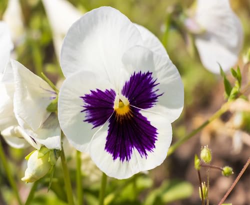 White Violet Pansy Flower Seeds