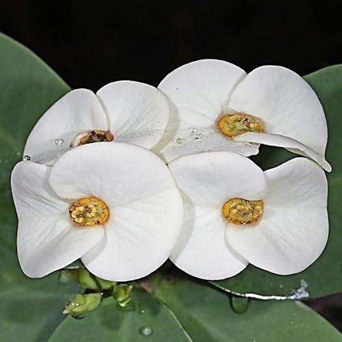 White Milii Flower Seeds