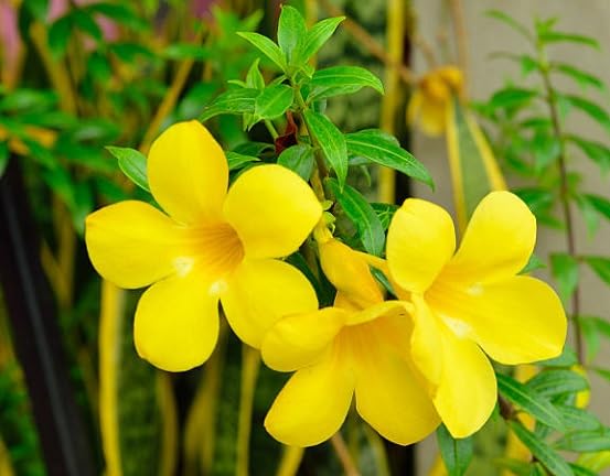 Yellow Mandevilla Flower Seeds