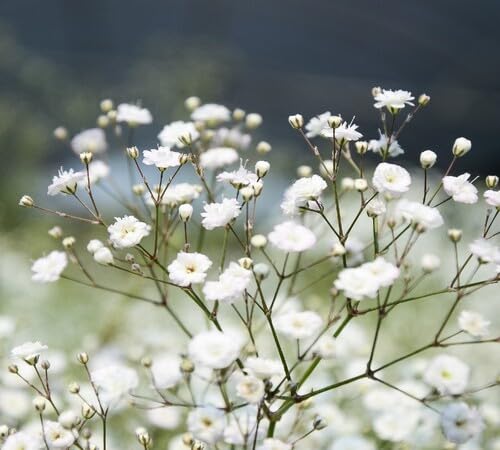 gypsophila Flower Seeds