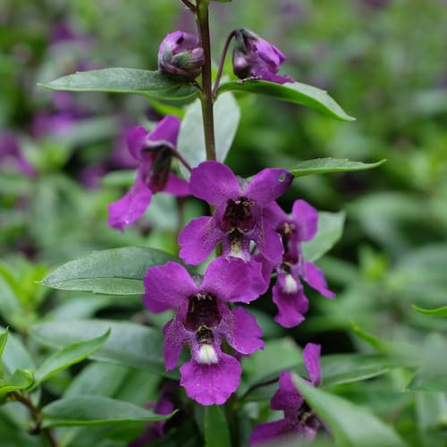 purple angelonia flower seeds