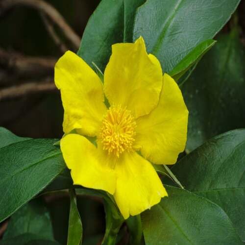 Yellow Guinea Flower Seeds