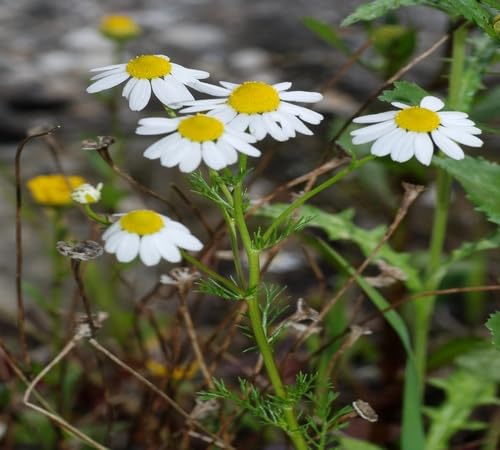 White Yellow Chamomile Flower Seeds