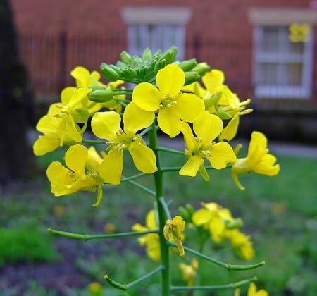Yellow Mustard Flower Seed
