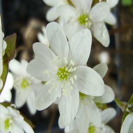 White Hepatica Flower Seeds