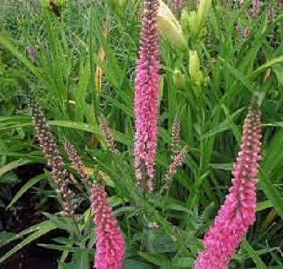 Veronica spicata Flower Seeds