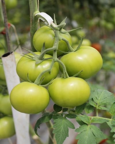 Green Tomato vegetable seeds for Home Gardening, Fast Growing Home Garden Variety Premium for kitchen garden planting