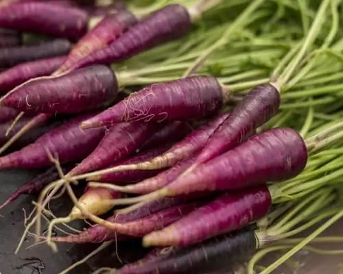 purple carrot . vegetable seeds