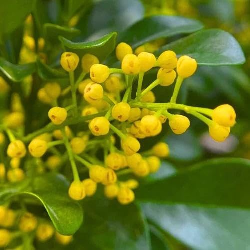 Yellow Aglaia Flower Seeds