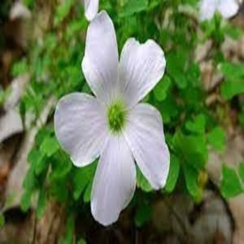 White Oxalis Flower Seeds