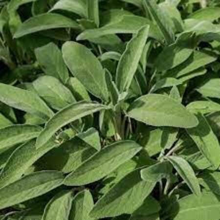 sage Plant Seeds Green herb seeds - fresh harvest, sustainable gardening garden seeds