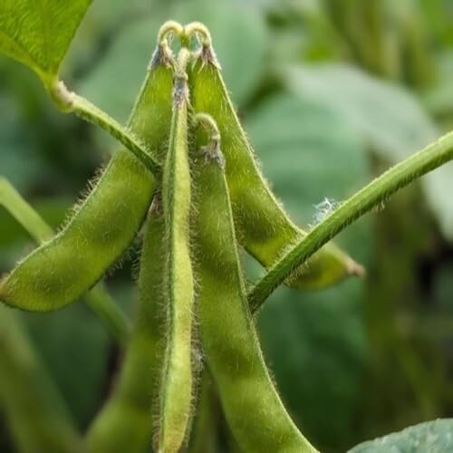 Green Soybean vegetable seeds - Heirloom, Organic, Non Gmo Garden Seeds for kitchen garden planting