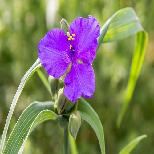 Spiderwort Flower Seeds