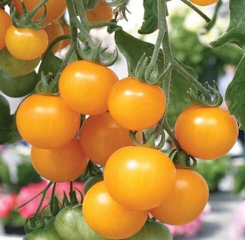 Yellow Tomato vegetable seeds - Heirloom, Organic, Non Gmo Garden Seeds for kitchen garden planting