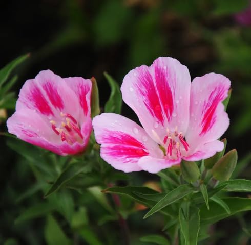 pink clarkia flower seeds