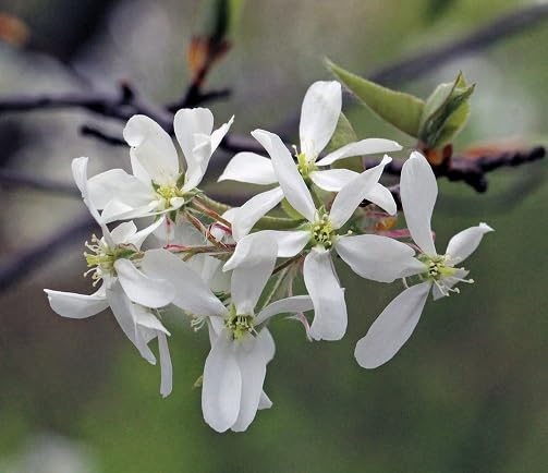 white amelanchier flower seeds