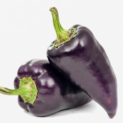 Purple Pepper Vegetables Seeds vegetable seeds - Heirloom, Organic, Non Gmo Garden Seeds for kitchen garden planting