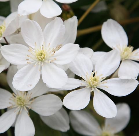 White Clematis Armandii Flower Seeds