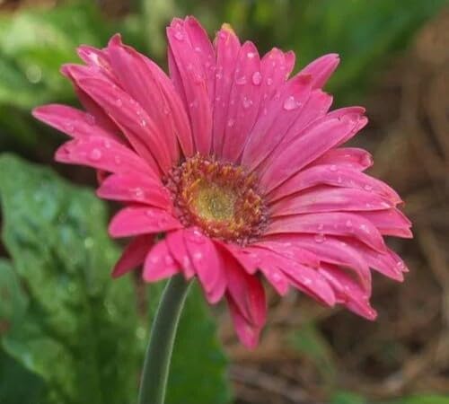 Pink Giant Daisy Flower Seeds