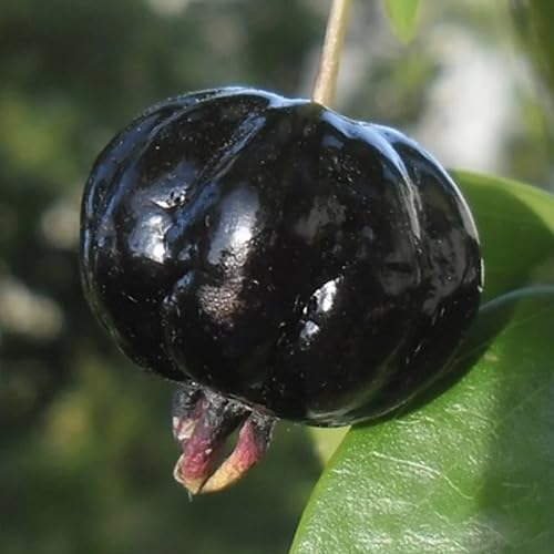 Black Eugenia uniflora Fruit Seeds organic garden seeds