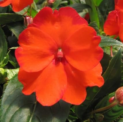 Orange Impatiens Flower Seeds