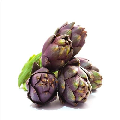 Purple Artichoke vegetable seeds - Heirloom, Organic, Non Gmo Garden Seeds for kitchen garden planting
