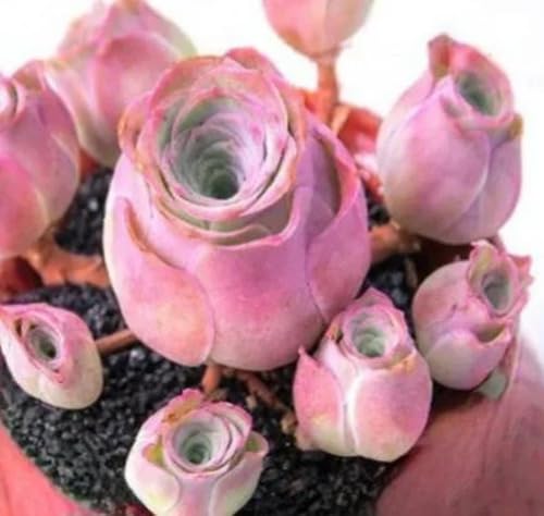 Greenovia Flower Seeds