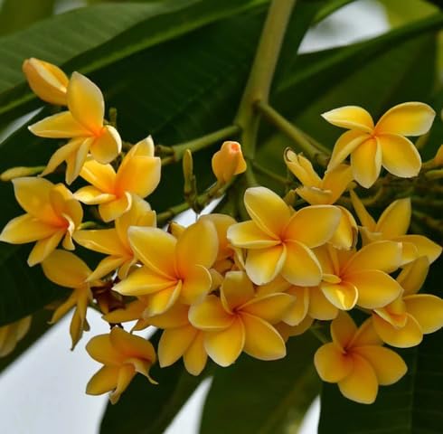 Yellow Plumeria Flower Seeds
