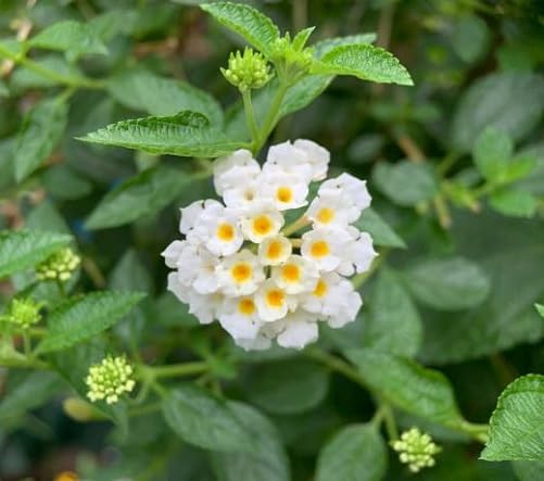 white lantana flower seeds